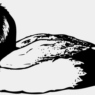 BIRD103 Thumbnail