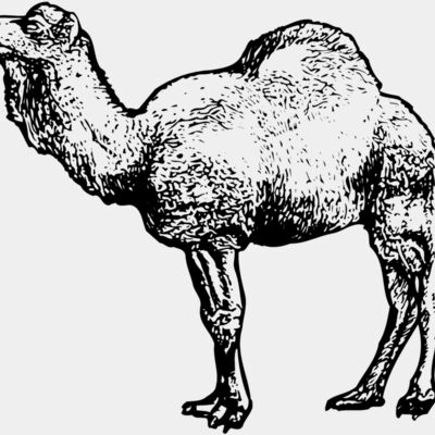 CAMEL001 Thumbnail