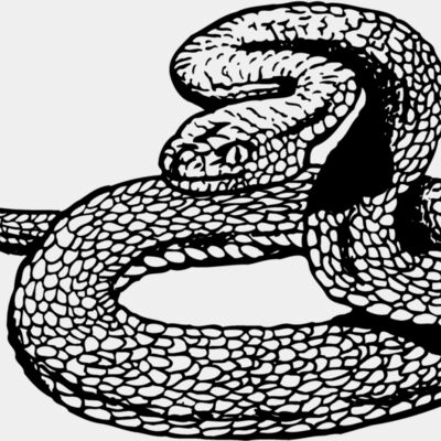 SNAKE012 Thumbnail