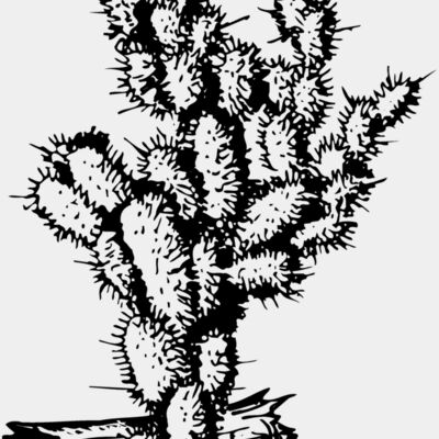 CACTUS09 Thumbnail